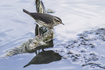 Northern Waterthrush