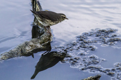 Northern Waterthrush