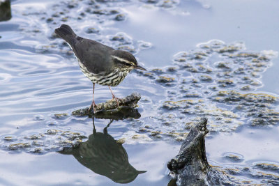 Northern Waterthrush