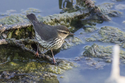 Northern Waterthrush