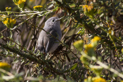 Blue-gray Gnatcatcher