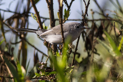 Blue-gray Gnatcatcher