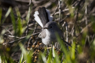 Blue-gray Gnatcatcher