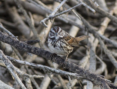 Song Sparrow