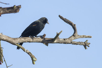 Red-winged Blackbird