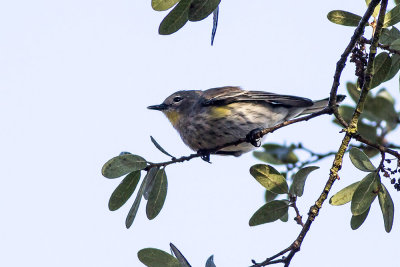 Yellow-rumped Warbler