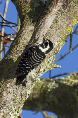 iDowny Woodpecker