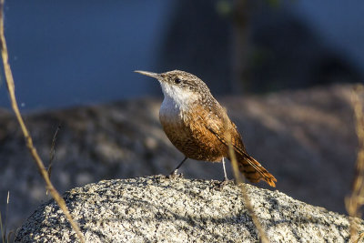 Canyon Wren