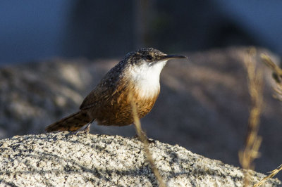 Canyon Wren
