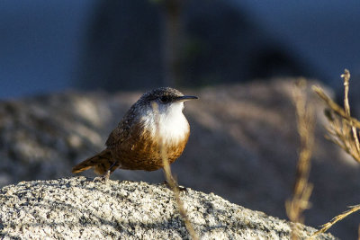 Canyon Wren