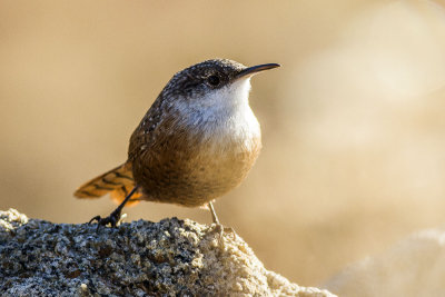 Canyon Wren