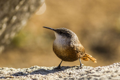 Canyon Wren