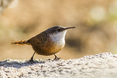 Canyon Wren