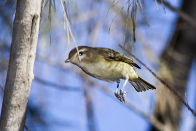 Warbling Vireo