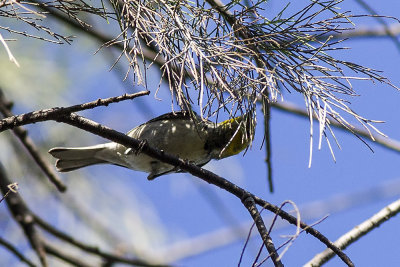 Black-throat Green Warbler