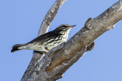 Northern Waterthrush