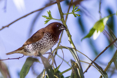 Scaly-breasted Munia