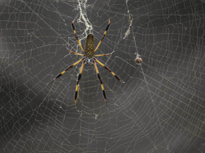 Golden Silk Orbweaver - (Nephila clavipes)