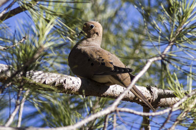 Mourning Dove