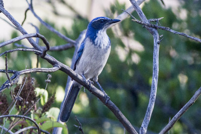 Western Scrub Jay