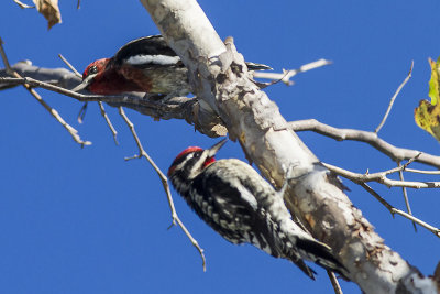 Red-breasted Sapsucker and Red-naped Sapsucker (below0