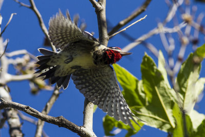 Red-naped Sapsucker