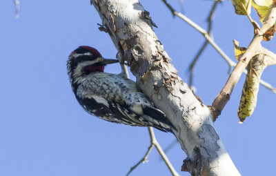 Red-naped Sapsucker