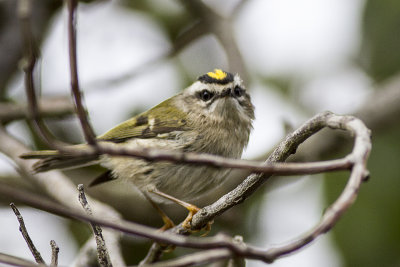 Golden-crowned Kinglet