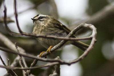 Golden-crowned Kinglet