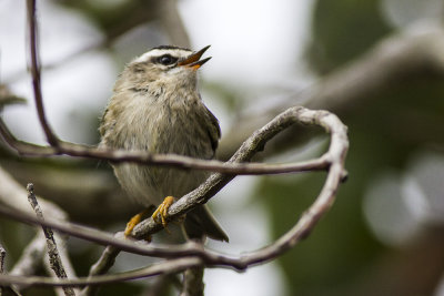 Golden-crowned Kinglet