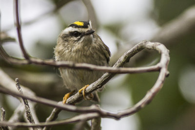 Golden-crowned Kinglet