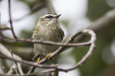 Golden-crowned Kinglet