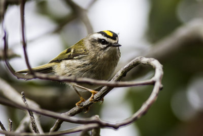 Golden-crowned Kinglet