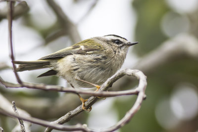 Golden-crowned Kinglet