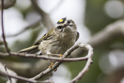 Golden-crowned Kinglet