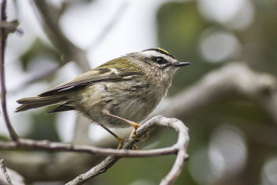 Golden-crowned Kinglet