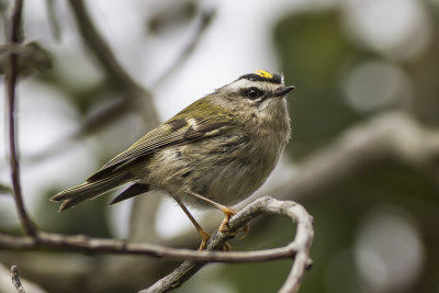 Golden-crowned Kinglet