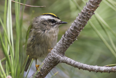 Golden-crowned Kinglet