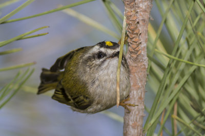 Golden-crowned Kinglet