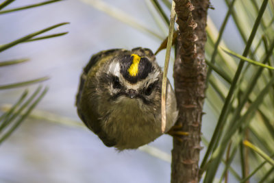 Golden-crowned Kinglet