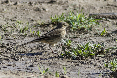 American Pipit