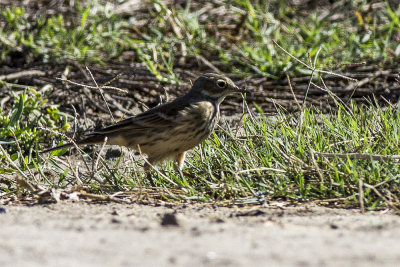 American Pipit