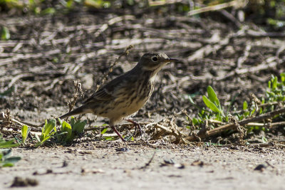 American Pipit