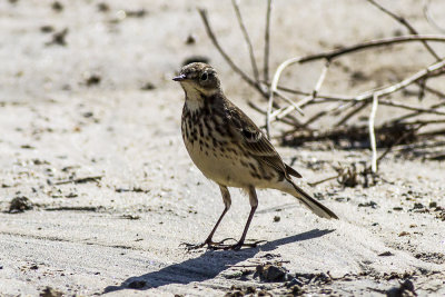 American Pipit