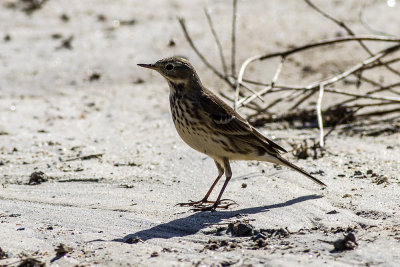 American Pipit