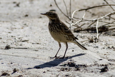 American Pipit