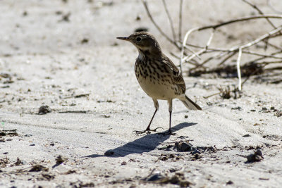 American Pipit