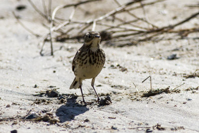 American Pipit