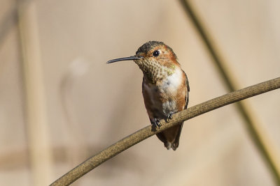 Allen's Hummingbird