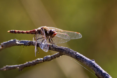 Flame Skimmer (Libellula saturata)